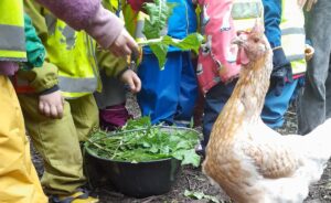 Ein Kind hält einem Huhn frisches Grünzeug zum Essen hin. Alle Kinder stehen in einer Schlange daneben und warten. Nur ihre Unterkörper sind zu sehen. Ein Eimer voller Grünzeug zur Verfütterung steht vor ihnen.